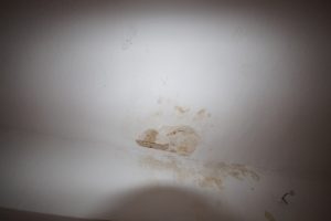 DSC07520